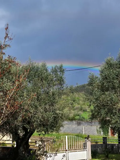 Des olives et des oliviers